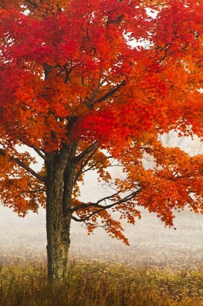 West Virginia, Davis Red maple in autumn color